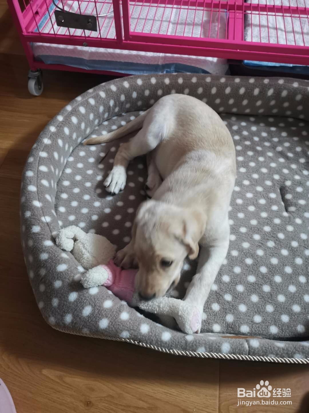 狗狗胃口不好怎么办