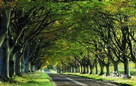 学电动车的方法和技巧