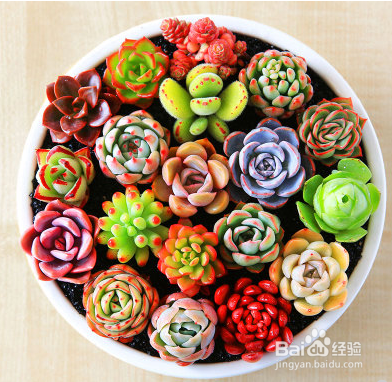 为什么别人家养的花人见人爱,你家的却人见人唉