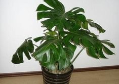 柜子里有甲醛异味怎么办