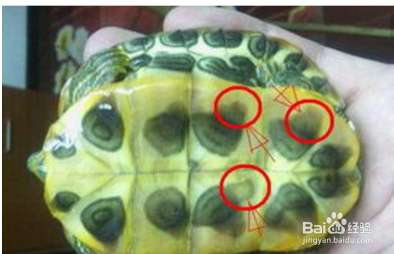 <b>如何看乌龟的年龄</b>