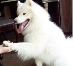 训练狗狗的方法技巧