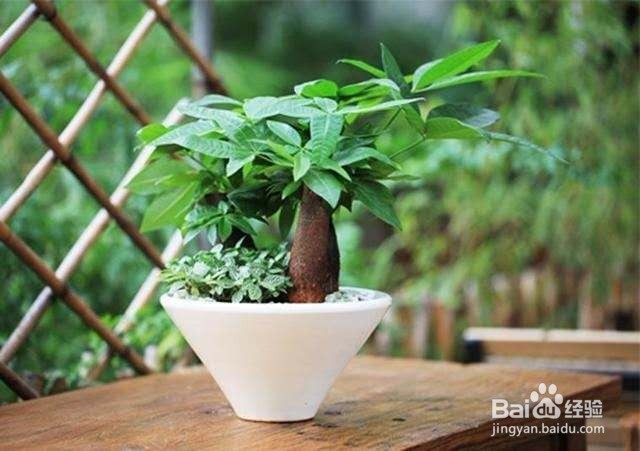 养护简单，观赏性又高的植物，超适合养在室内！