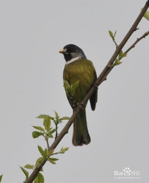 野生领雀嘴鹎鸟怎么养?