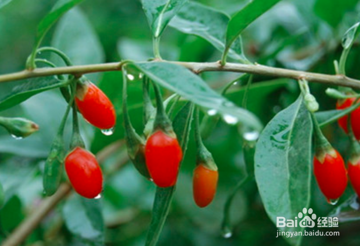 枸杞树叶子发白怎么治疗