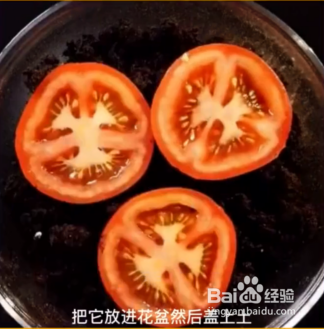 种植的小妙招