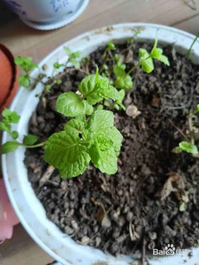 盆栽薄荷发黄还烂根？5招搞定