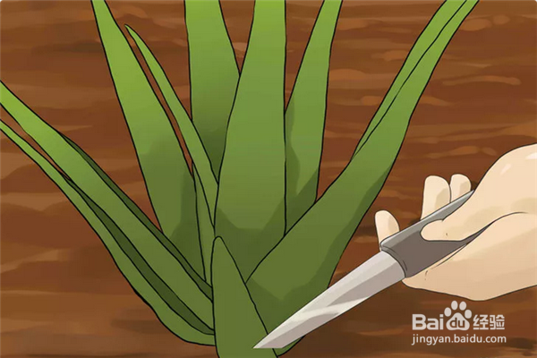 如何用芦荟治疗晒伤？芦荟缓解晒伤方法