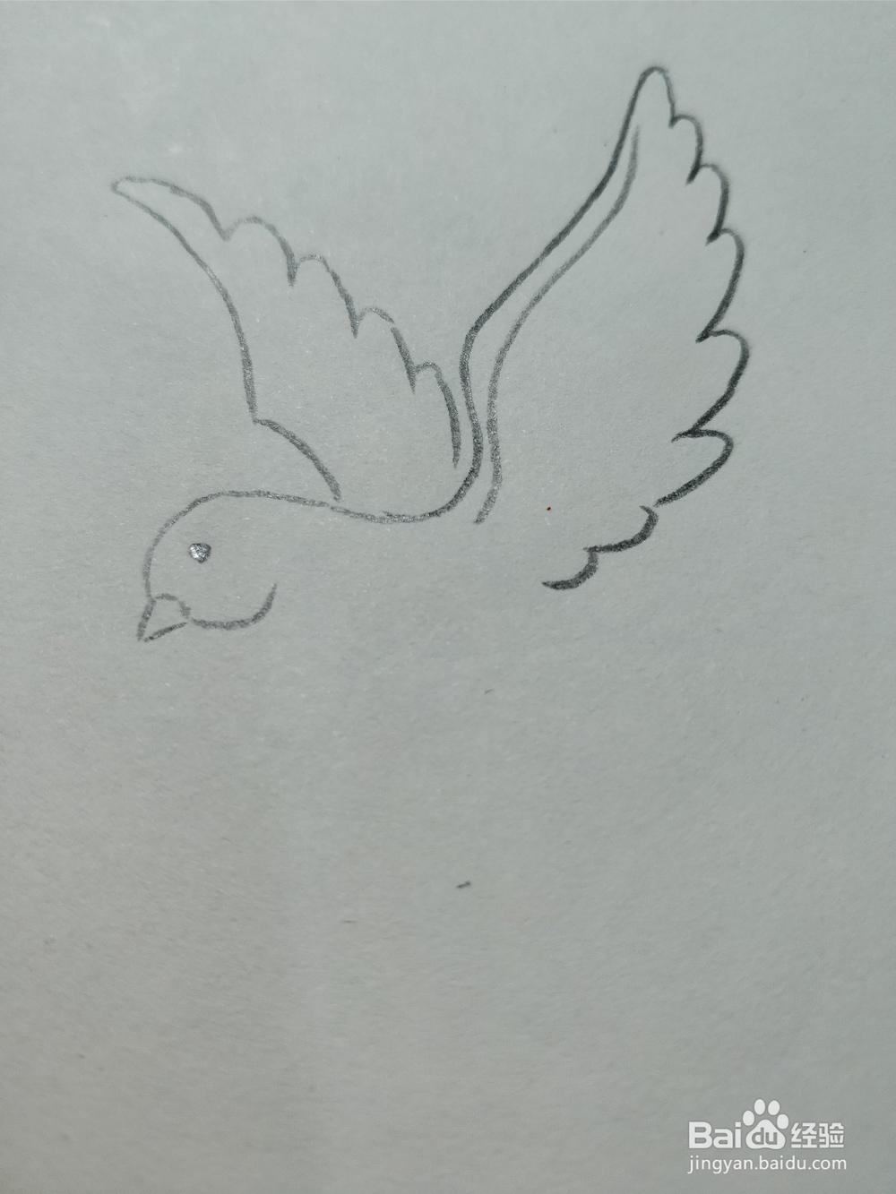 怎么简笔画画和平鸽