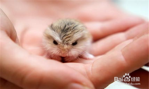 小仓鼠不停打喷嚏怎么办