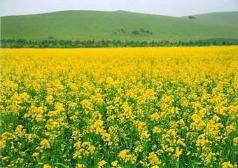 怎样让金莲花常年开花?