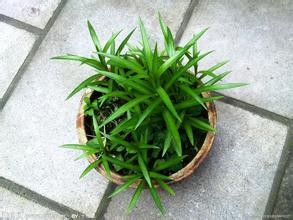 新装修的房子，新家具，如何快速去甲醛？