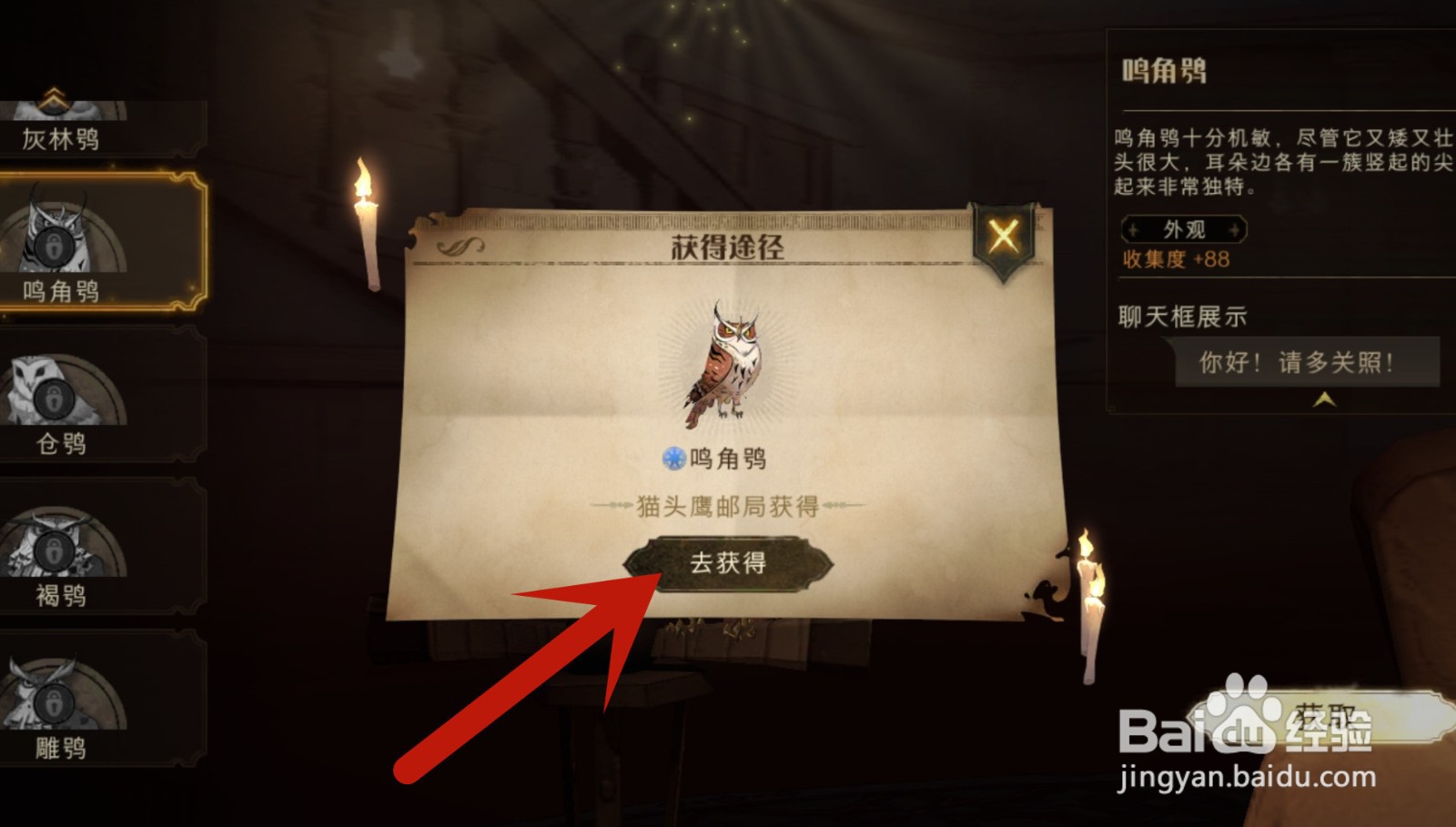 宠物猫头鹰哪里可以买