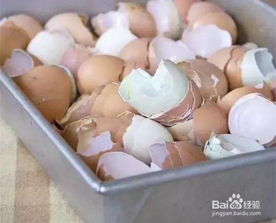 3月12日植树节,几招给吊兰做肥料的方法