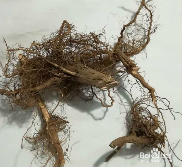 客家人的端午节怎么过？