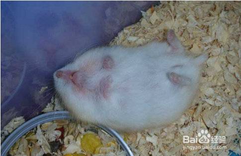 仓鼠被踩了一脚吐了很多血怎么办
