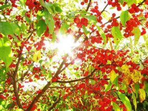 种出让你满意的樱桃树