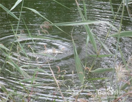 秋天怎样钓鲫鱼