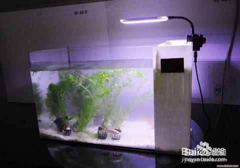 新手怎么养鱼