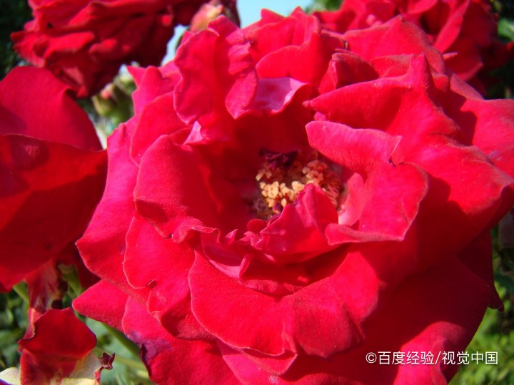 如何种植玫瑰花