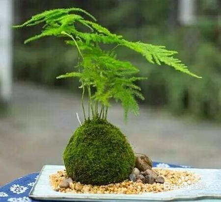 文竹烂根怎么办养文竹的方法