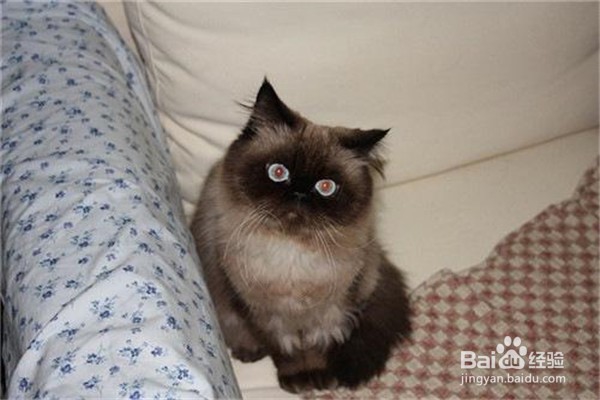养喜马拉雅猫注意什么