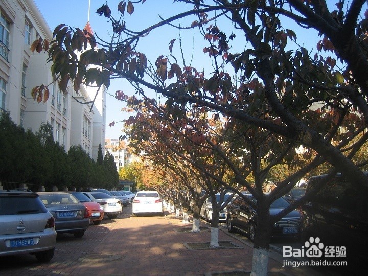 植物的种植要考虑车辆行驶的通道及停车位置