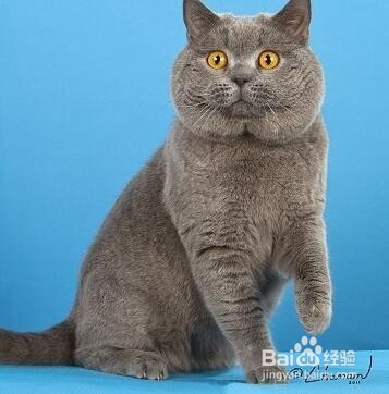 如何饲养英短蓝猫