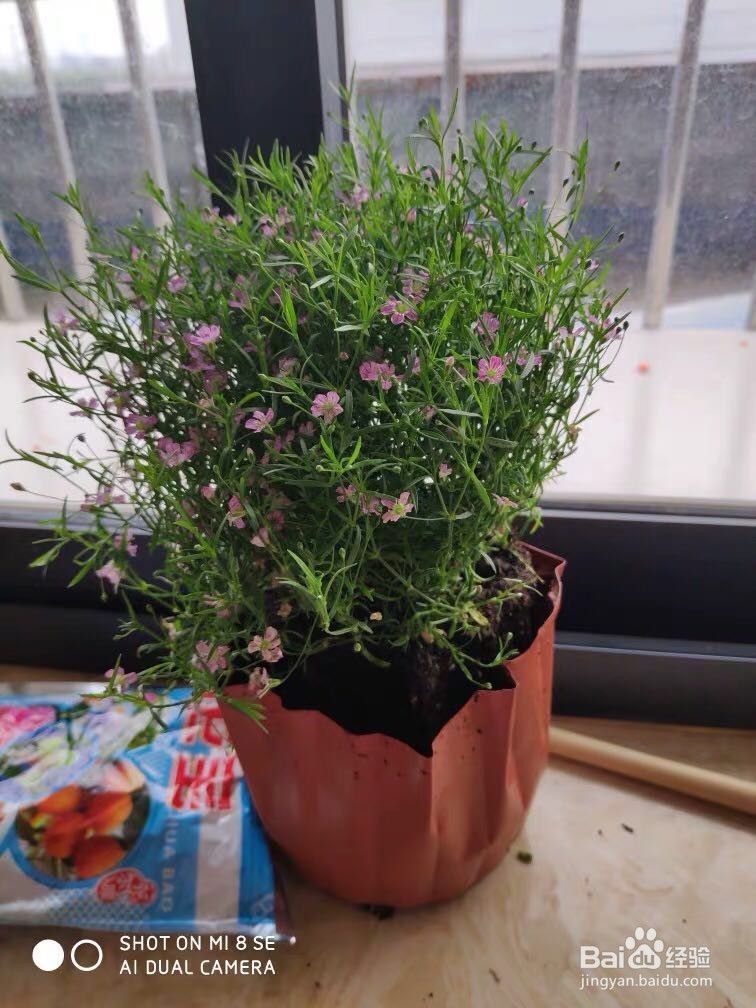 你知道适合春天播种的花有哪些吗