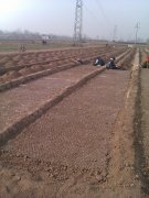 2011年春季白皮松苗圃防护四大要点