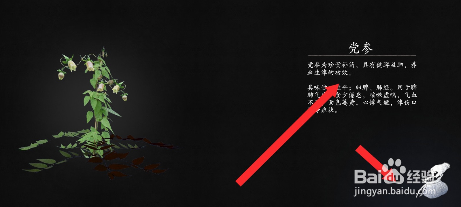 捕盗行纪如何采摘到党参