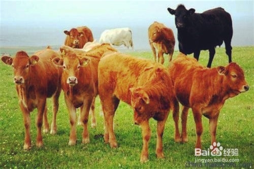 金门2018怎么养殖肉牛