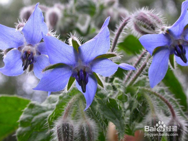 琉璃苣的养殖方法是什么？