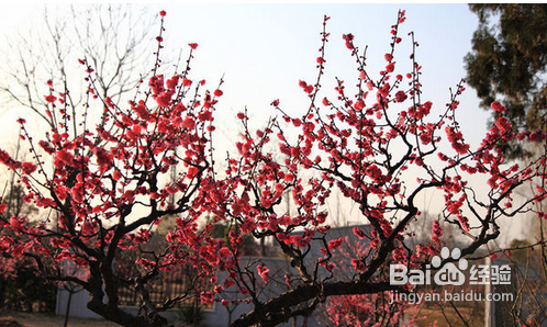 国内最美赏花地