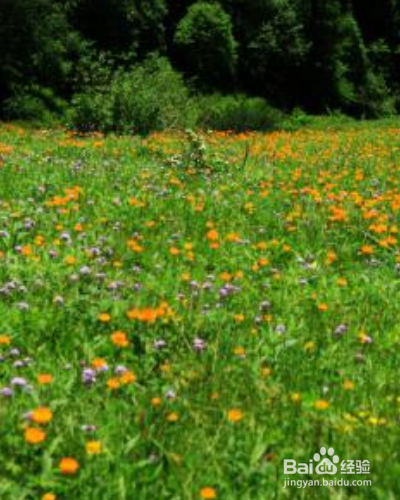 怎么养殖草本植物金莲花？