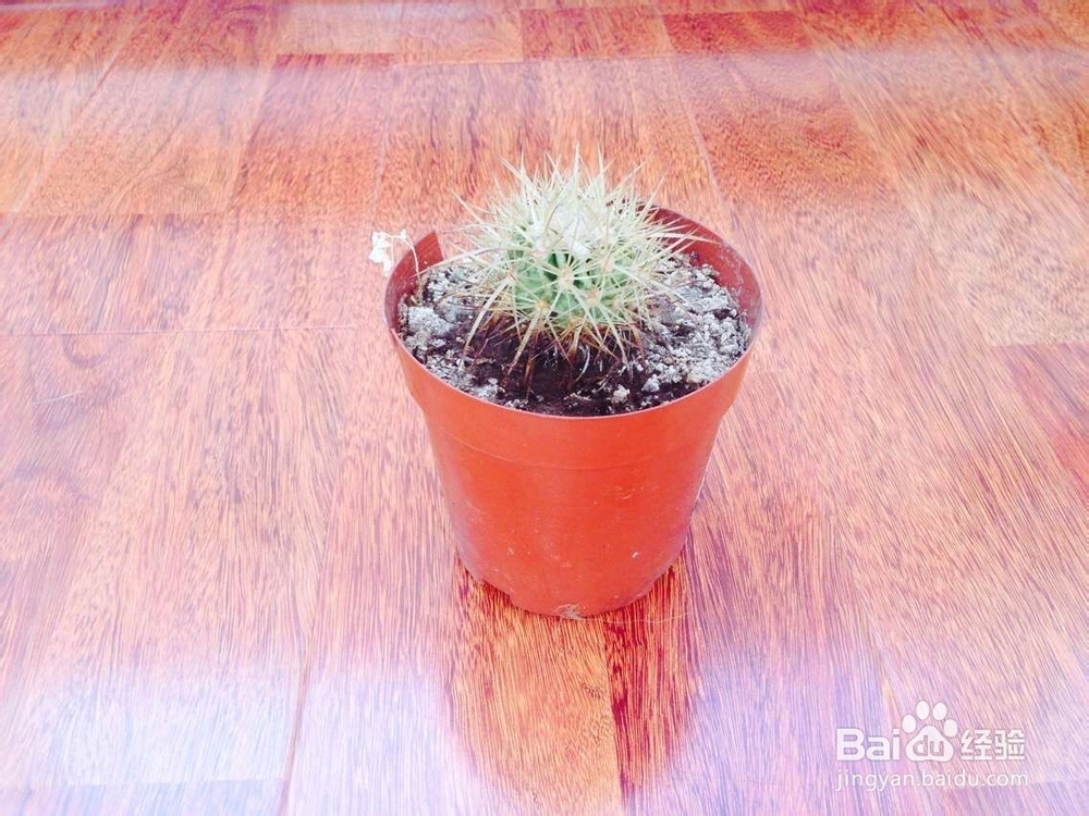 如何养仙人球呢？
