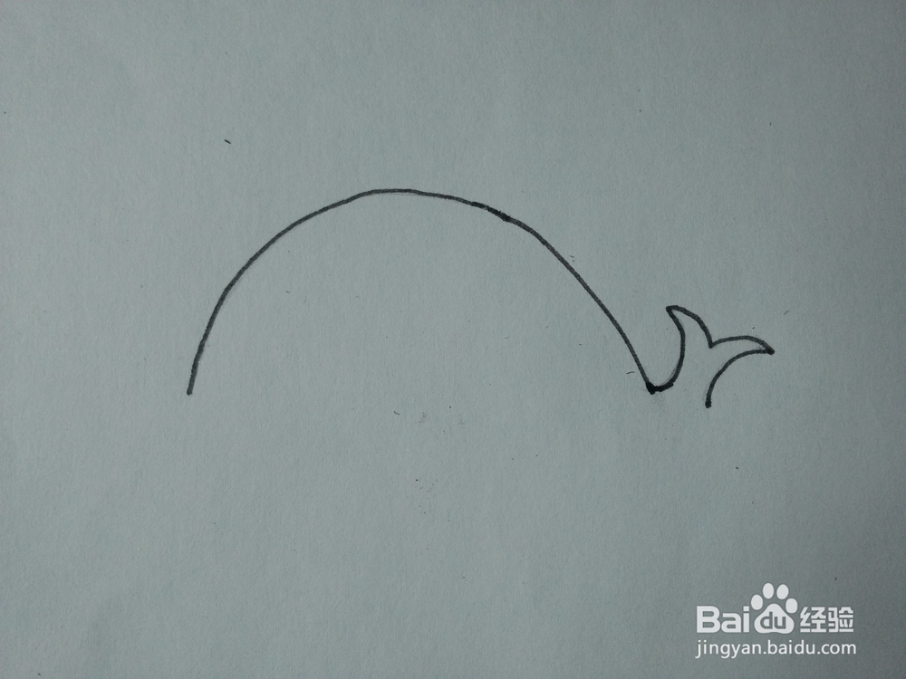 简笔画——怎么画鲸鱼
