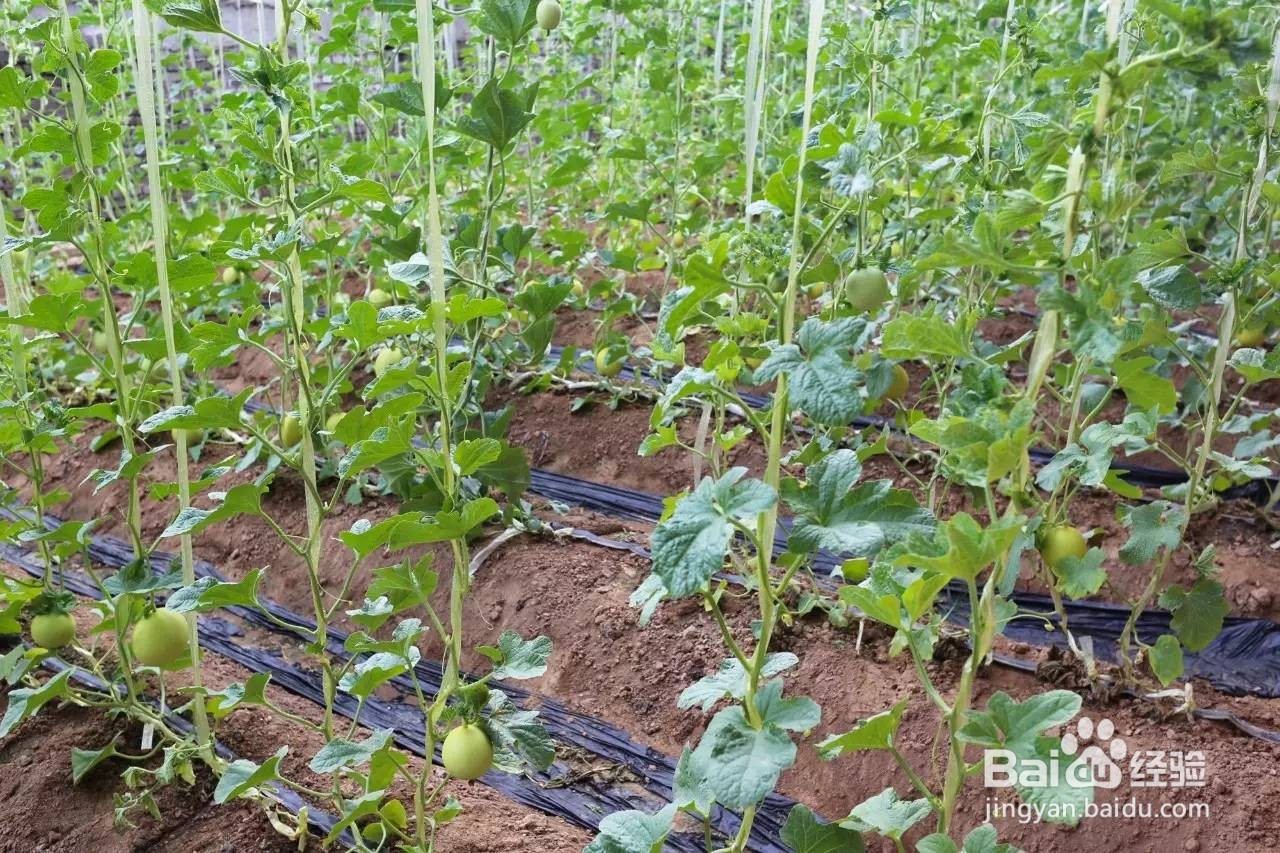 甜瓜种子怎么催芽