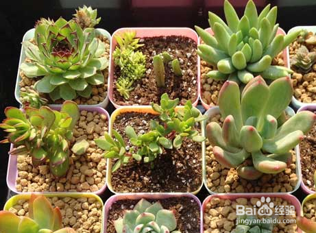 多肉植物的养殖方法