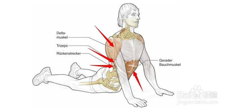 高尔夫球训练：[2]相关肌肉图2