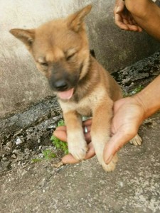 怎么分辨小狼狗和土狗