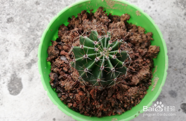 仙人球怎样分球栽种
