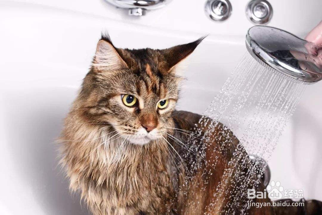 怎么制止猫咪玩水？