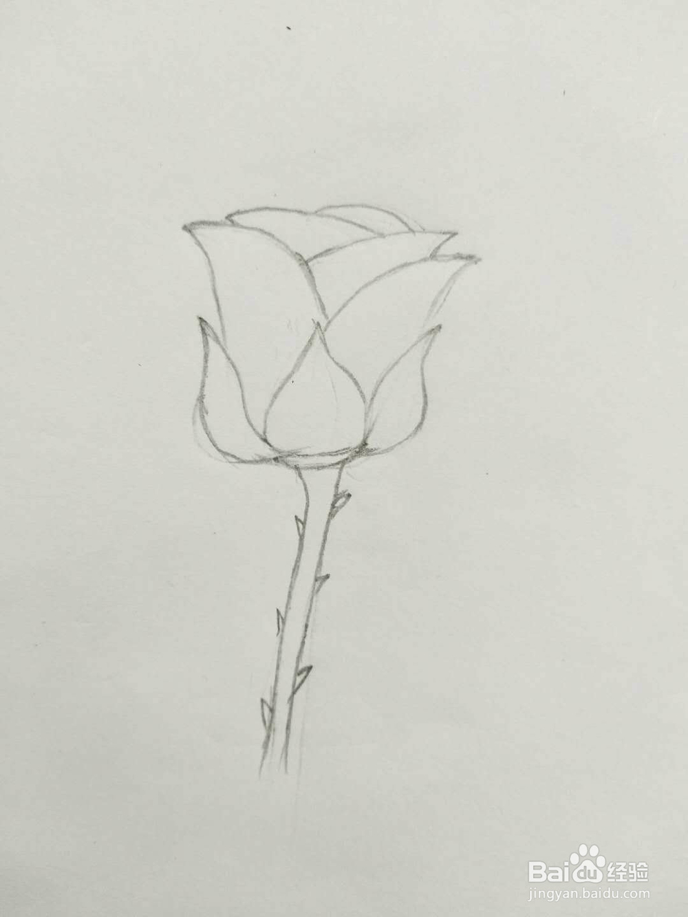 简笔画玫瑰花怎么画呢