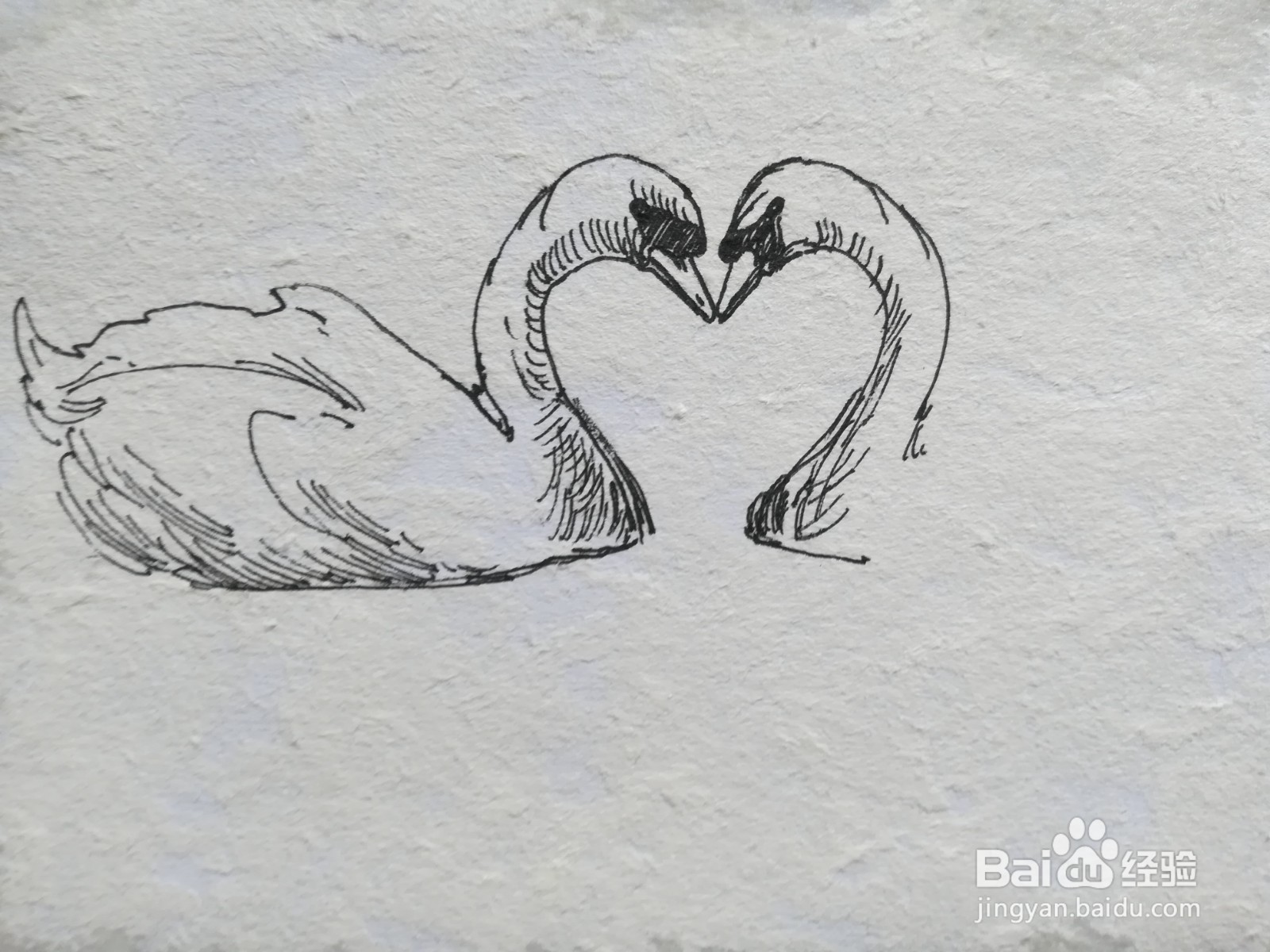 怎么画一对爱心形状的天鹅