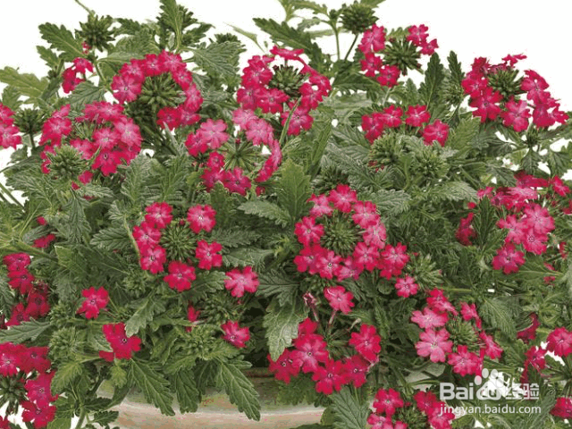 凤仙花的养殖方法和注意事项