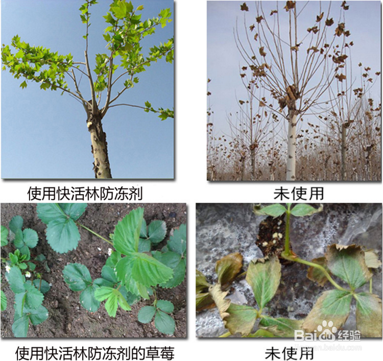 果树防冻害恢复技术,超好用,寒潮压境也能丰收