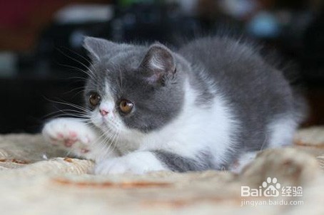 怎么训练猫