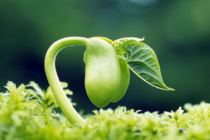 发芽率怎么算？