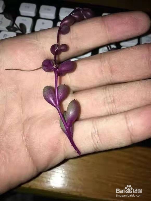 3种花太好养，沾土就活，特能长，养一次就上瘾